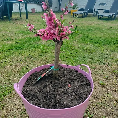 Bougainville Bianco Villa
